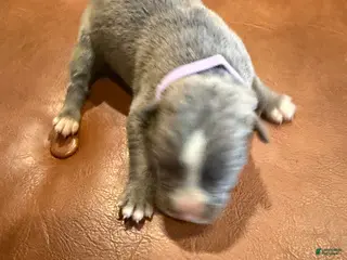 Mixed Breed dogs Mixed Breed Puppy 8 - Ad 25