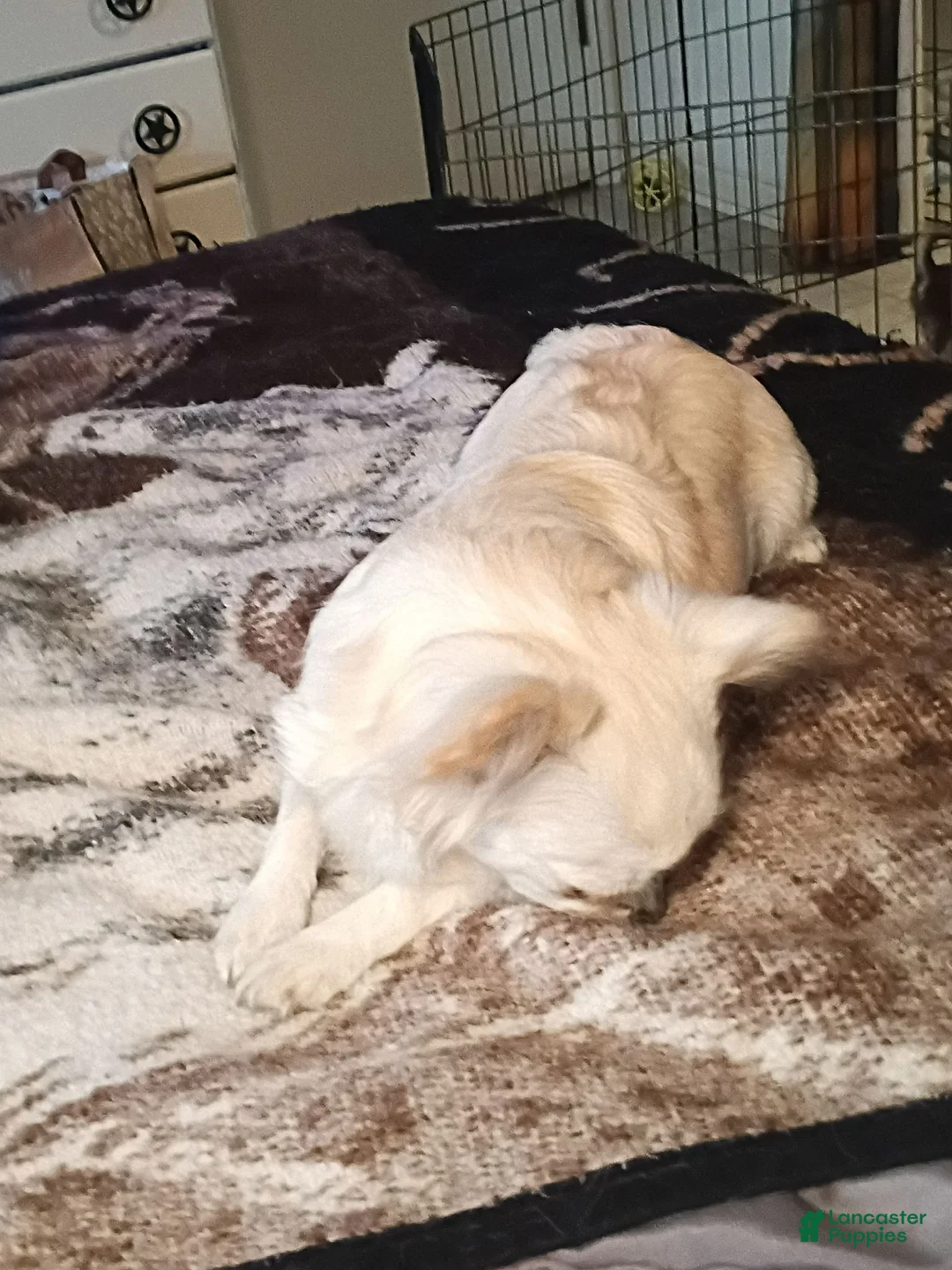 Chihuahua dogs for sale: Chihuahua 1 - Ad 2