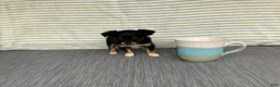 Chihuahua dogs for sale: Bodie - Ad 8