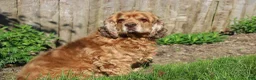 Cocker Spaniel dogs for sale: Ava - Ad 9