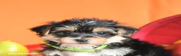 Morkie dogs for sale: Carter - Ad 5