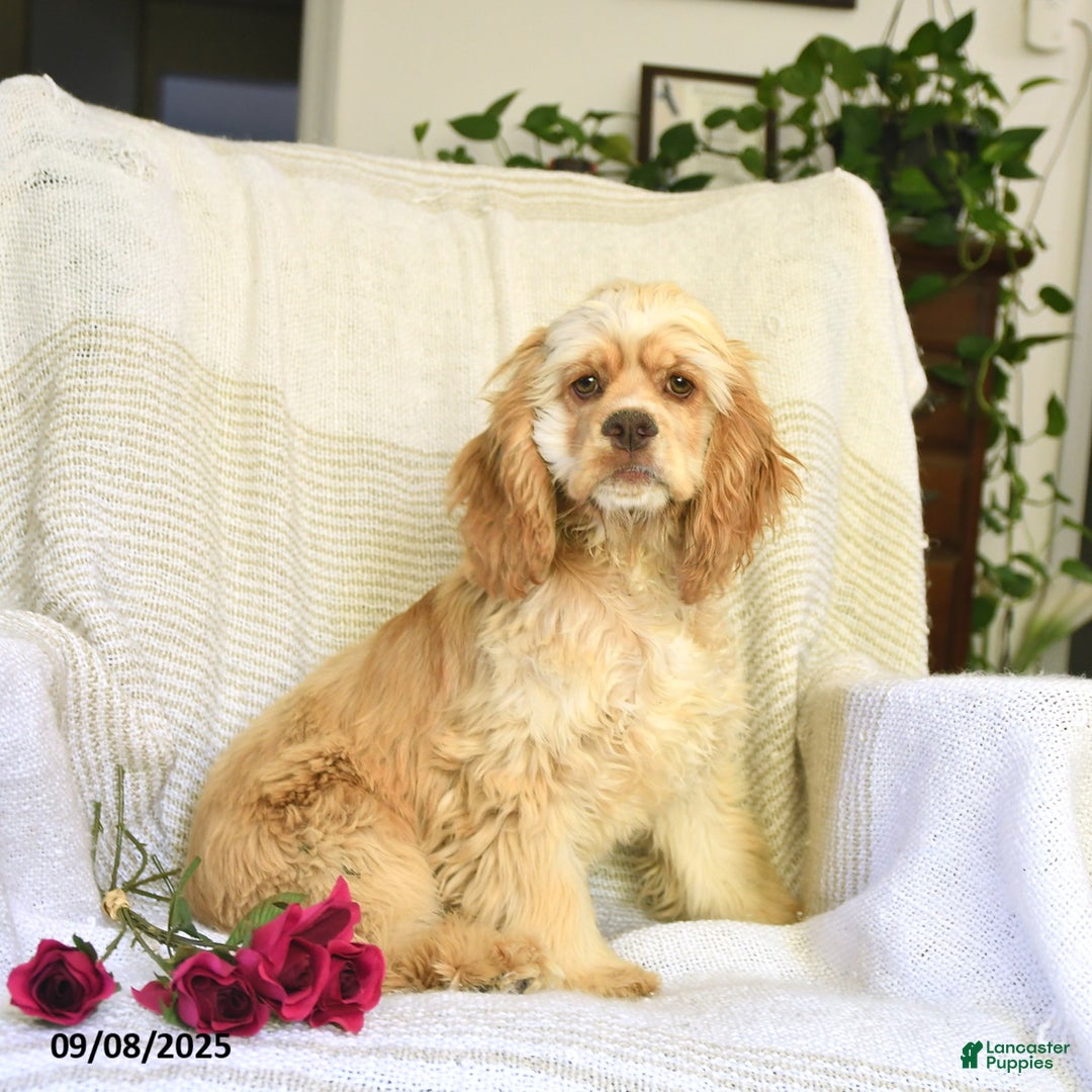 Blonde Cocker Spaniels Near Me Cocker Spaniel Puppies For Sale