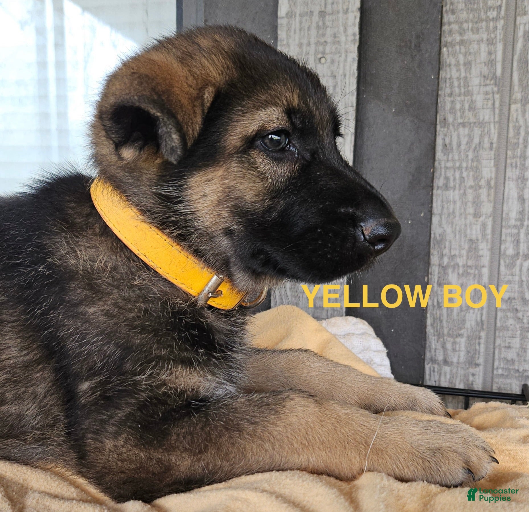 German Shepherd dogs Yellow boy - Ad 1