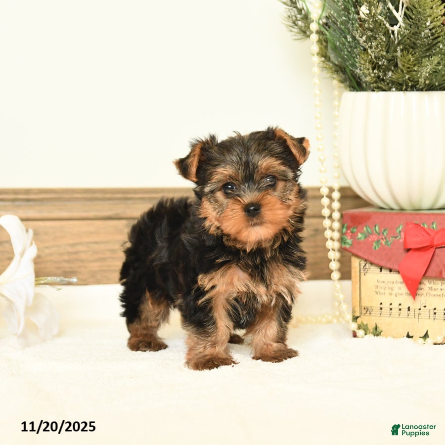 Yorkshire Terrier dogs Sadie - Ad 34