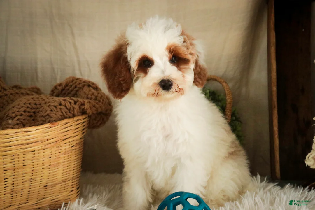 Miniature Poodle dogs for sale: Rozz - Ad 7