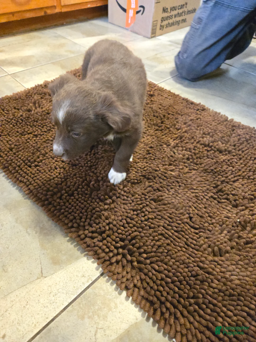 Australian Shepherd dogs for sale: Susanna - Ad 2