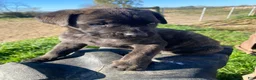 Cane Corso dogs for sale: Cash - Ad 7