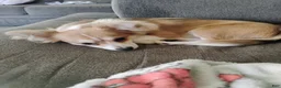 Chihuahua dogs for sale: Chihuahua Puppy 1 Tan/White Brindle (Tucker) - Ad 4