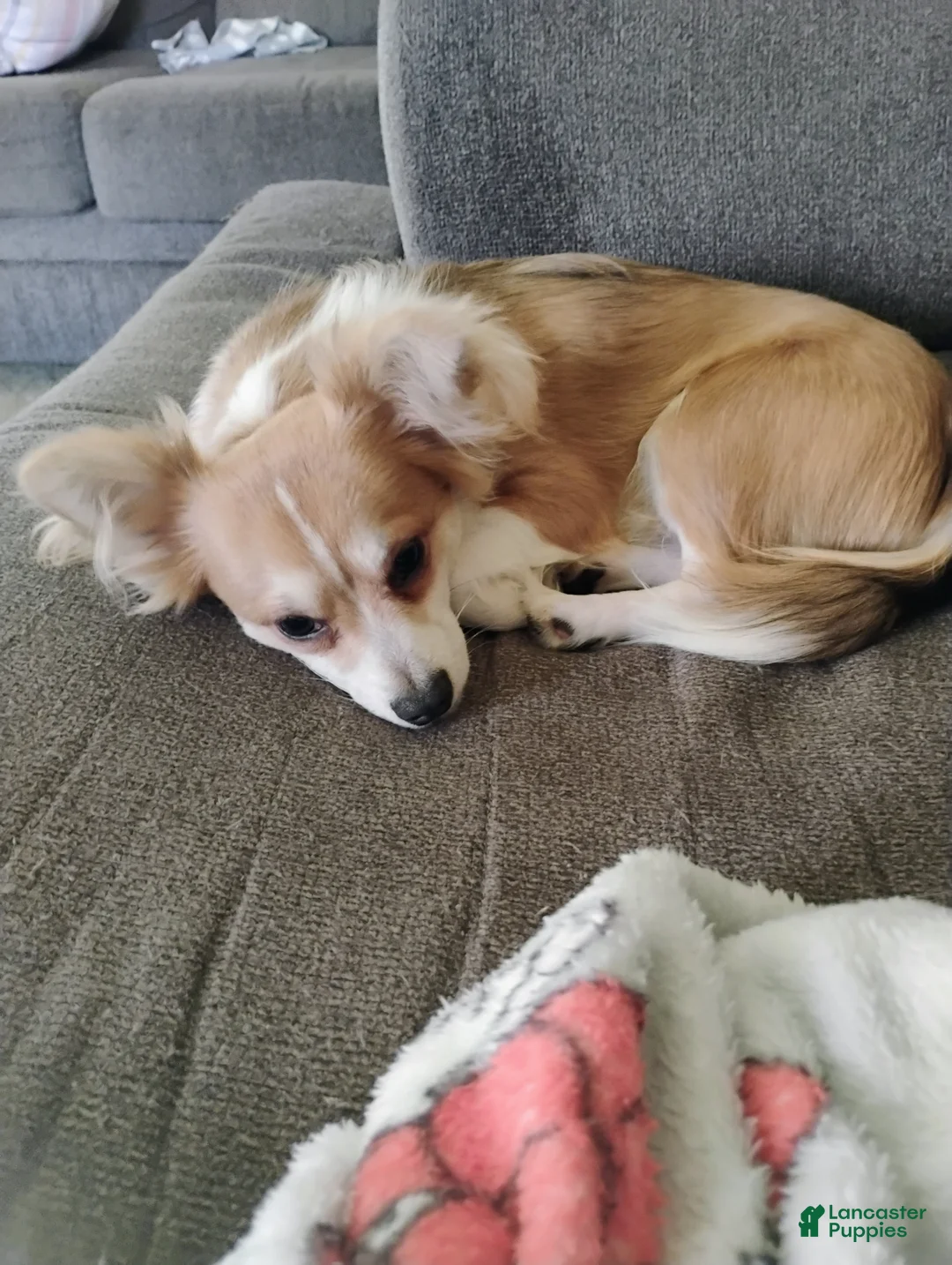 Chihuahua dogs for sale: Chihuahua Puppy 1 Tan/White Brindle (Tucker) - Ad 4