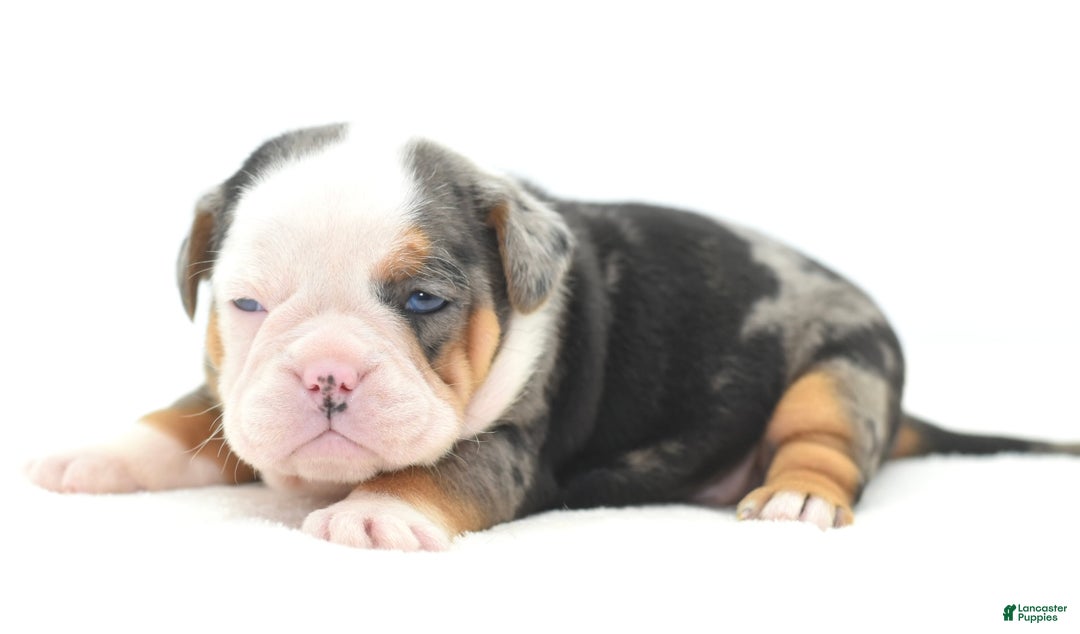 Mixed Breed dogs for sale: Rosie Merle koi pattern  - Ad 10