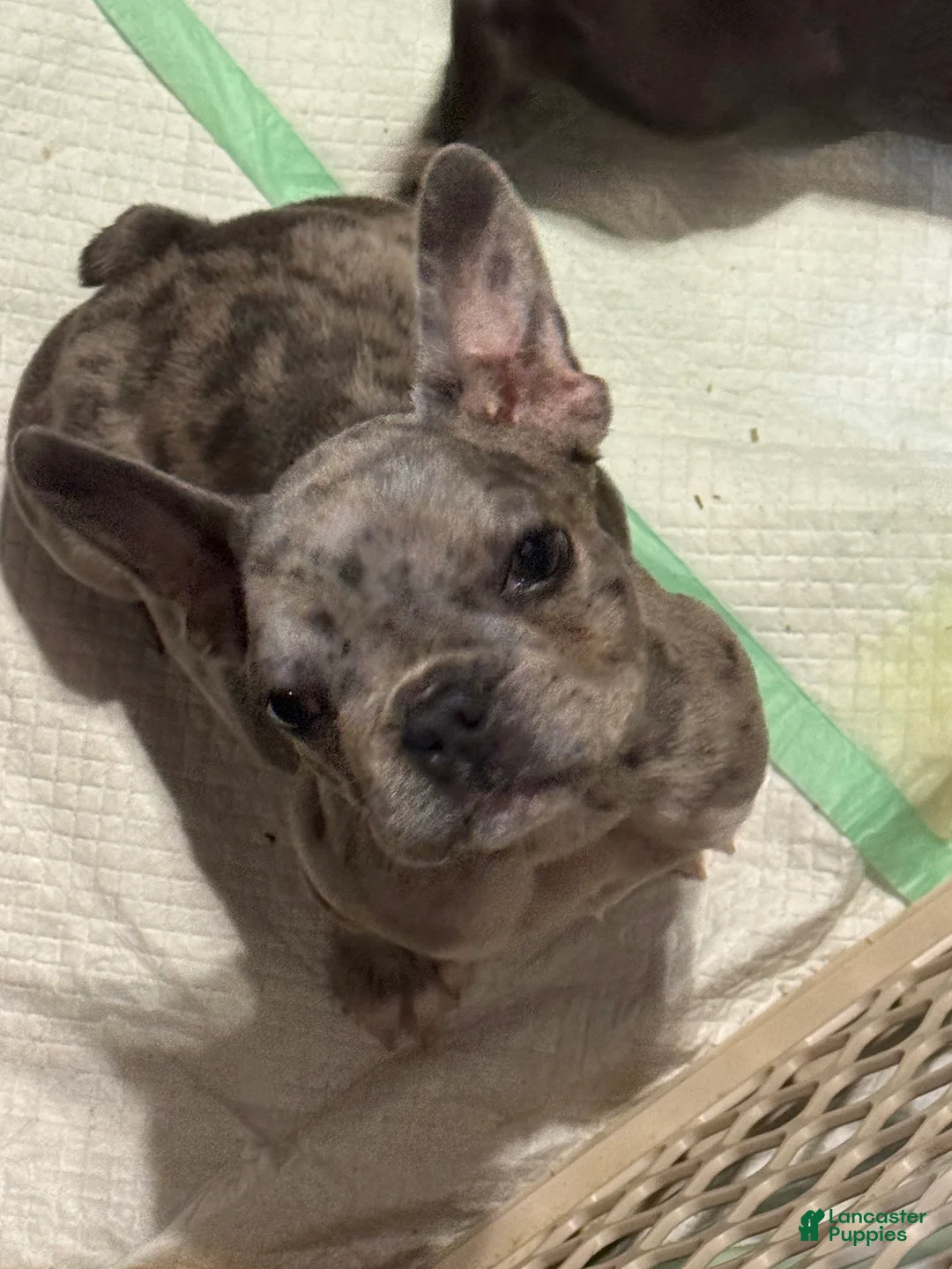 French Bulldog dogs for sale: Emerald - Ad 2