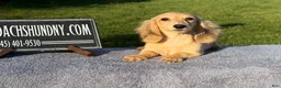 Miniature Dachshund dogs for sale: Cream - Ad 4