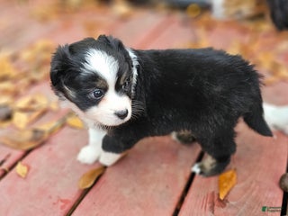 Miniature Australian Shepherd dogs Cake - Ad 1