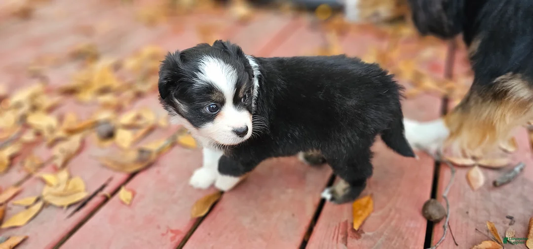 Miniature Australian Shepherd dogs for sale: Cake - Ad 1