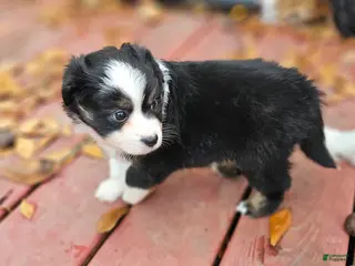 Miniature Australian Shepherd dogs Cake - Ad 3
