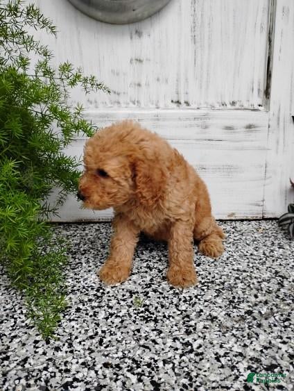 Mini Goldendoodle dogs Mini Goldendoodle 8 Lindsay - Ad 7