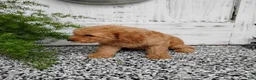 Mini Goldendoodle dogs for sale: Mini Goldendoodle 8 Lindsay - Ad 1