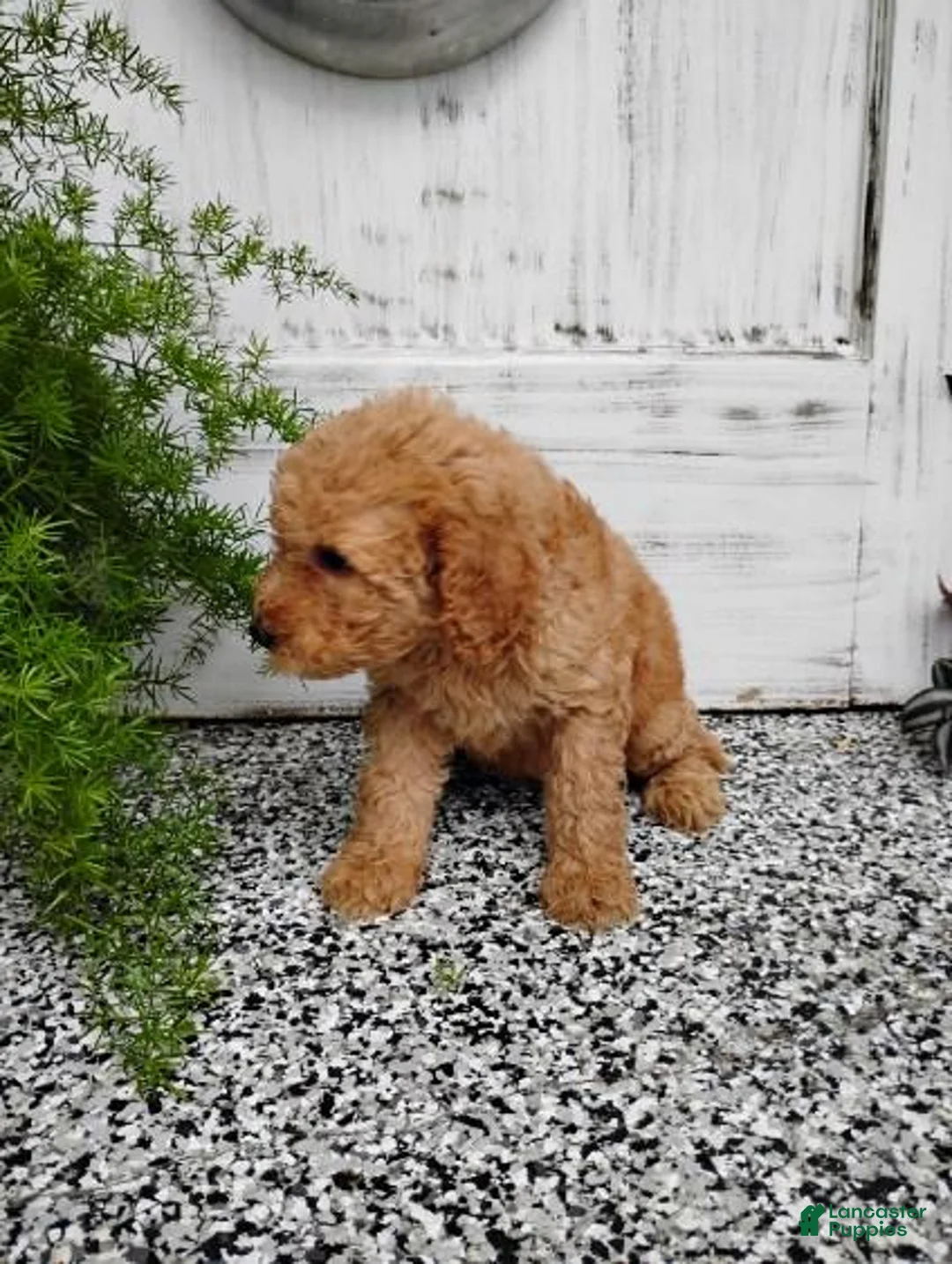 Mini Goldendoodle dogs for sale: Mini Goldendoodle 8 Lindsay - Ad 1