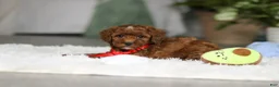 Cavapoo dogs for sale: Bear - Ad 10