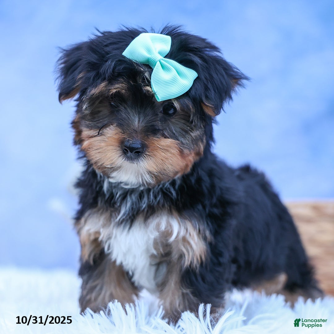 Yorkshire Terrier dogs for sale: Chip - Ad 2