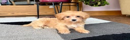 Maltipoo dogs for sale: Marty - Ad 6