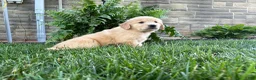 Golden Retriever dogs for sale: Bella - Ad 5