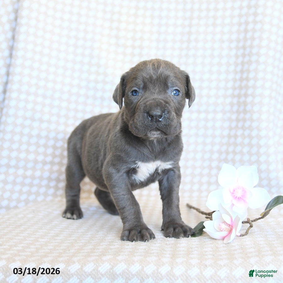 Cane Corso dogs Coral - Ad 2