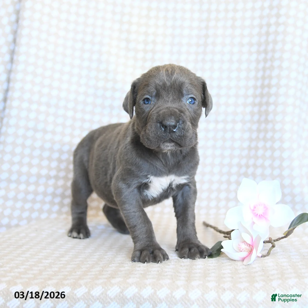 Cane Corso dogs for sale: Coral - Ad 2