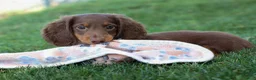 Miniature Dachshund dogs for sale: MARLEY - Ad 6