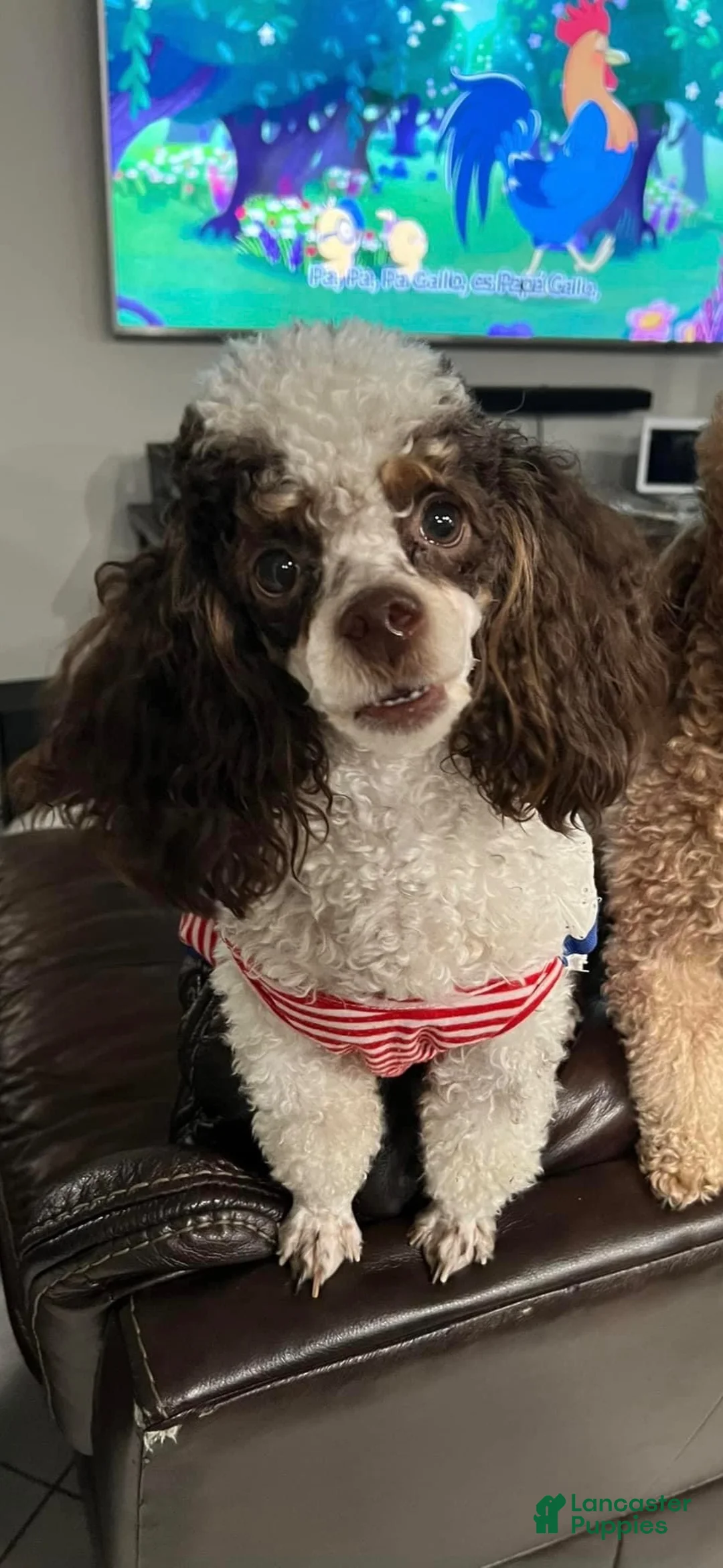 Toy Poodle dogs for sale: AKC Simon - Ad 2