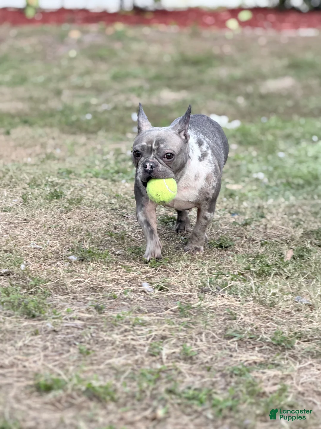 French Bulldog dogs for sale: Stormi - Ad 8