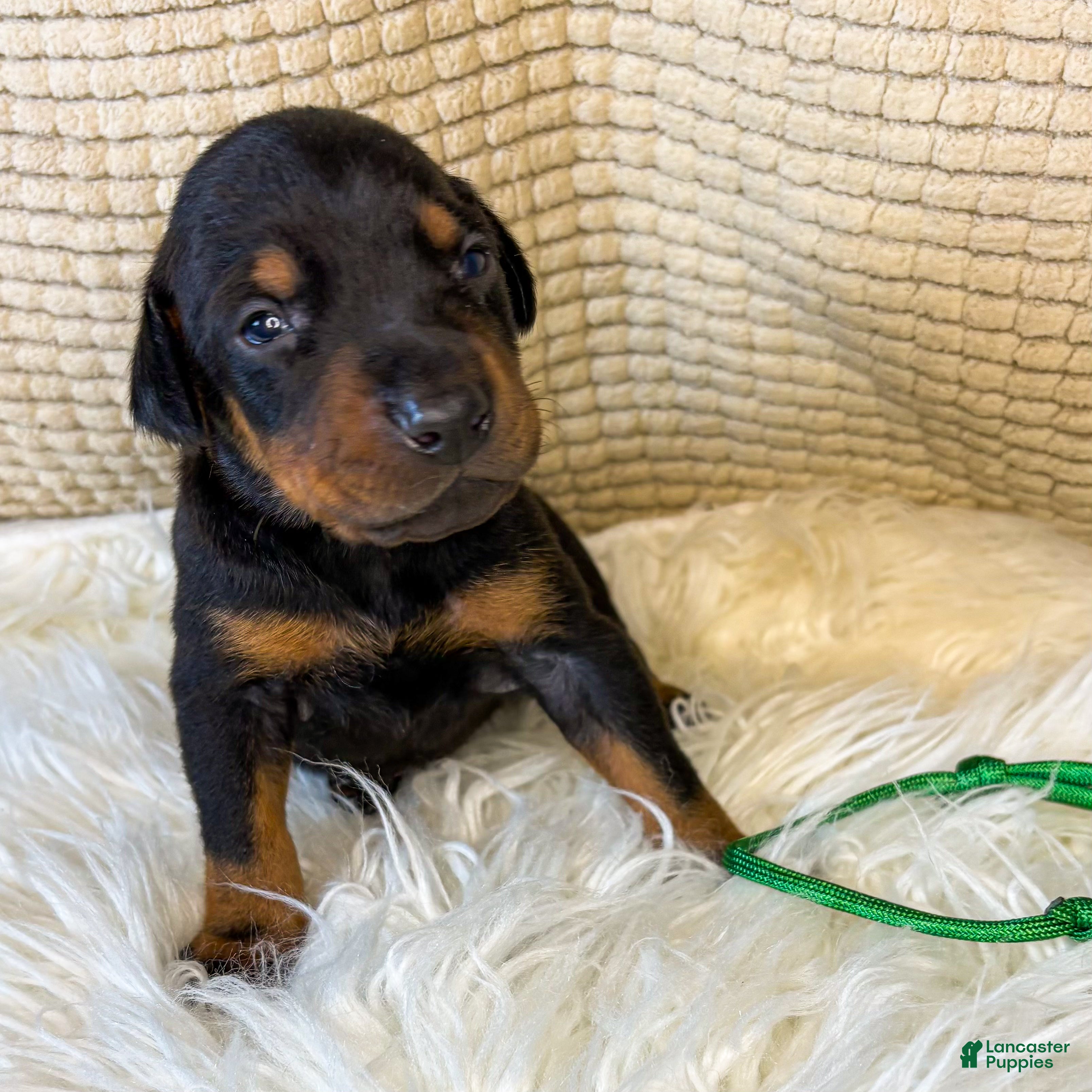 Doberman Pinscher dogs Green Collar Boy - Ad 37