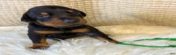 Doberman Pinscher dogs for sale: Green Collar Boy - Ad 1