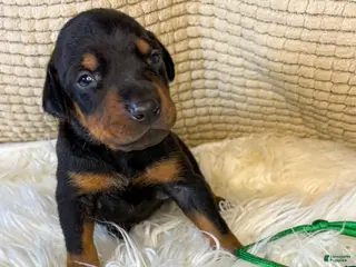 Doberman Pinscher dogs Green Collar Boy - Ad 23