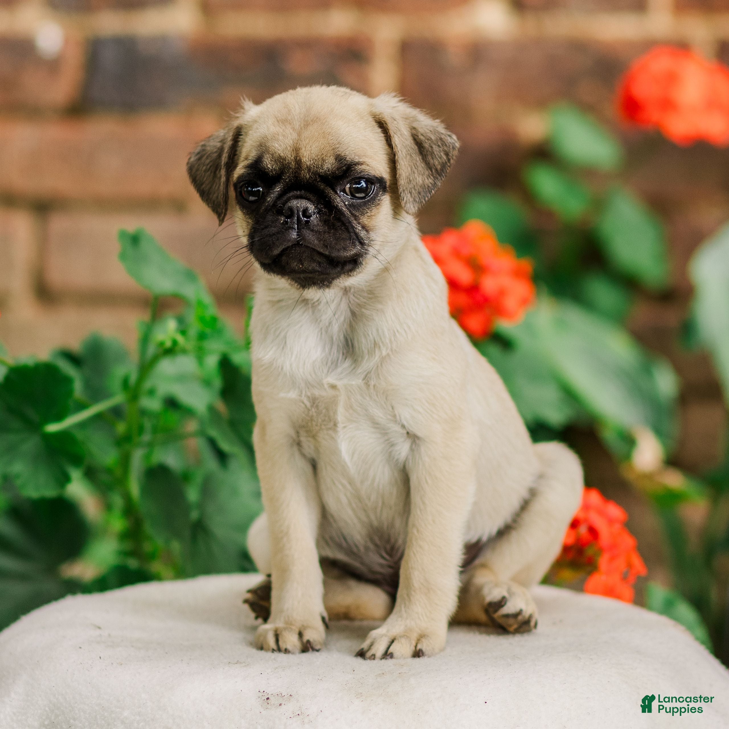 Pug dogs Snow  - Ad 2