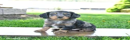 Mixed Breed dogs for sale: Buster - Ad 1