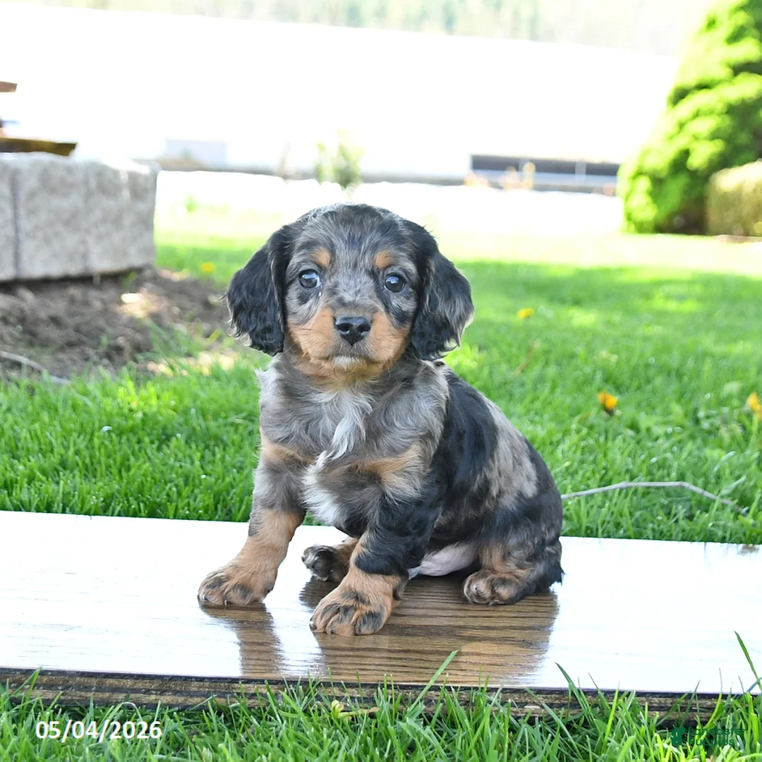 Mixed Breed dogs for sale: Buster - Ad 1