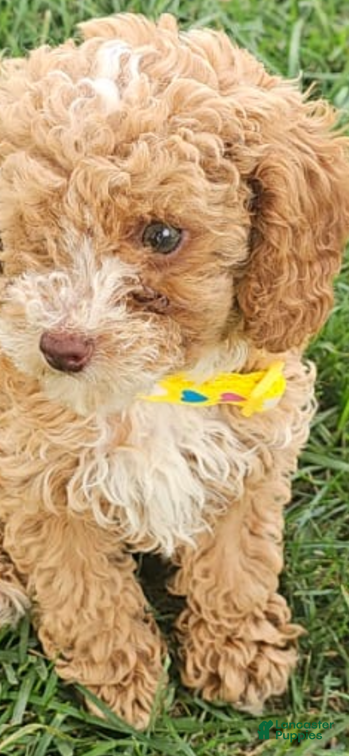 Toy Poodle dogs Nico - Akc Teacup Toy Poodle - Ad 10