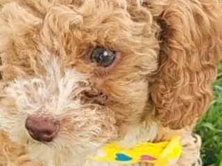 Toy Poodle dogs Nico - Akc Teacup Toy Poodle - Ad 10