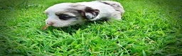 Havapoo dogs for sale: Sadie - Ad 9
