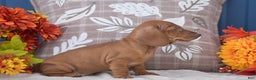 Miniature Dachshund dogs for sale: Flippy  - Ad 3