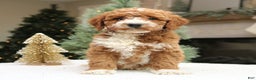 Mini Goldendoodle dogs for sale: Ozzy  - Ad 1