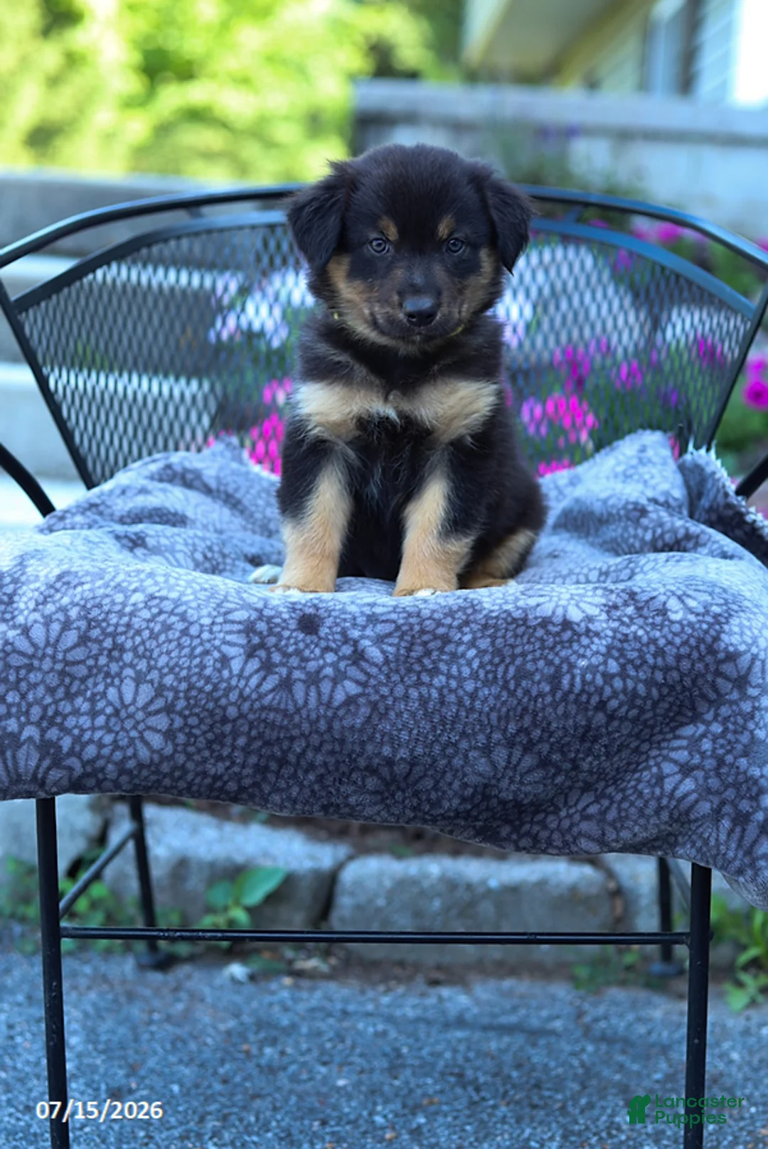Australian Shepherd dogs for sale: Rover - Ad 1