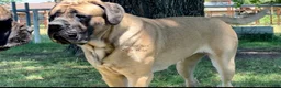 English Mastiff dogs for sale: Adrian (Purple) - Ad 4