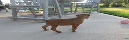 Boxer dogs for sale: Ryker - Ad 7