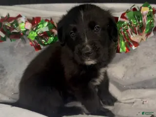 Mixed Breed dogs Rihanna - Ad 34