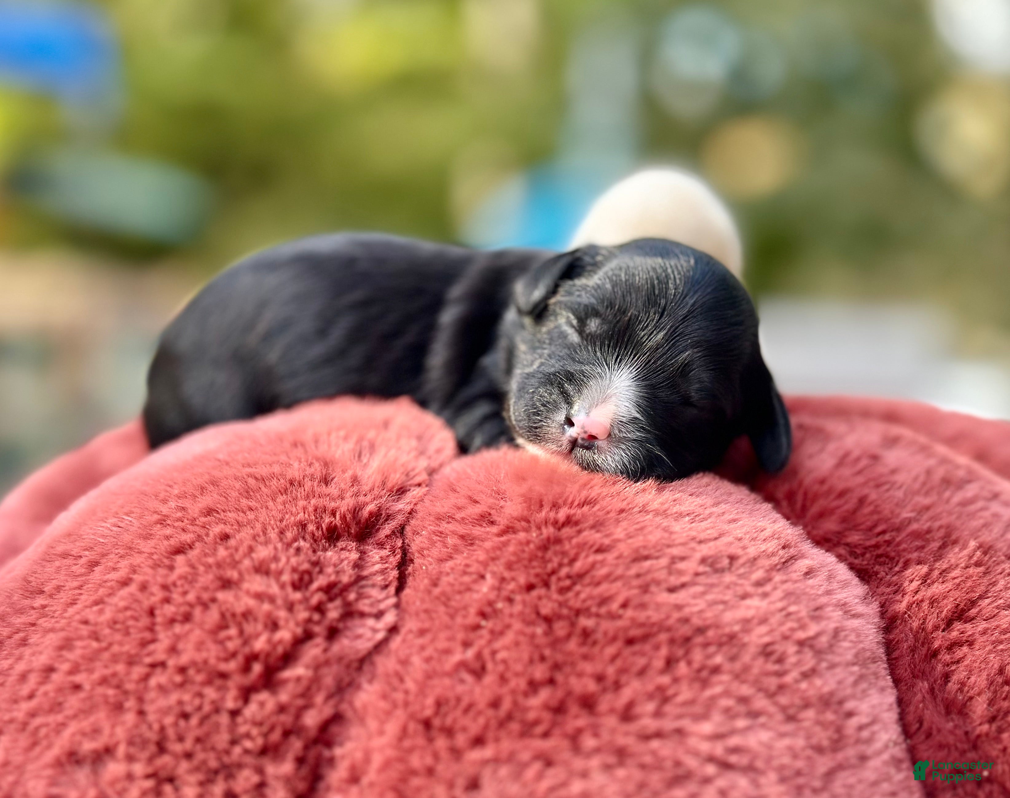 Mini Goldendoodle dogs Polar - Ad 25