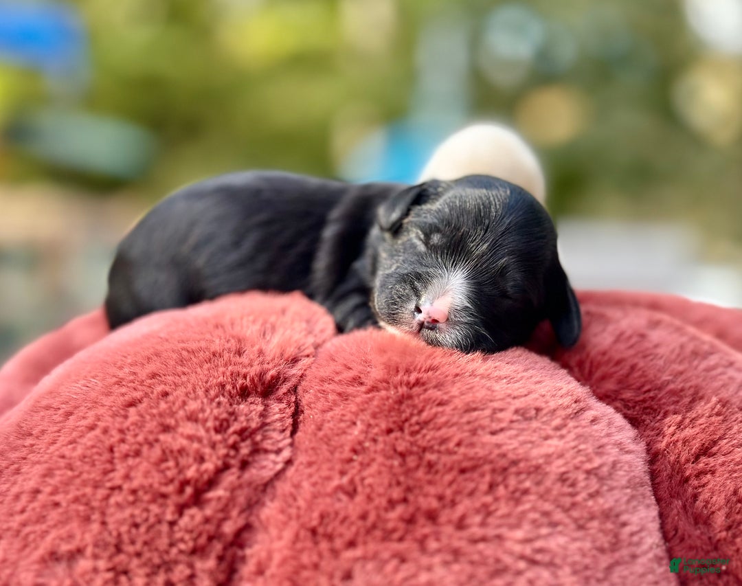 Mini Goldendoodle dogs for sale: Polar - Ad 1