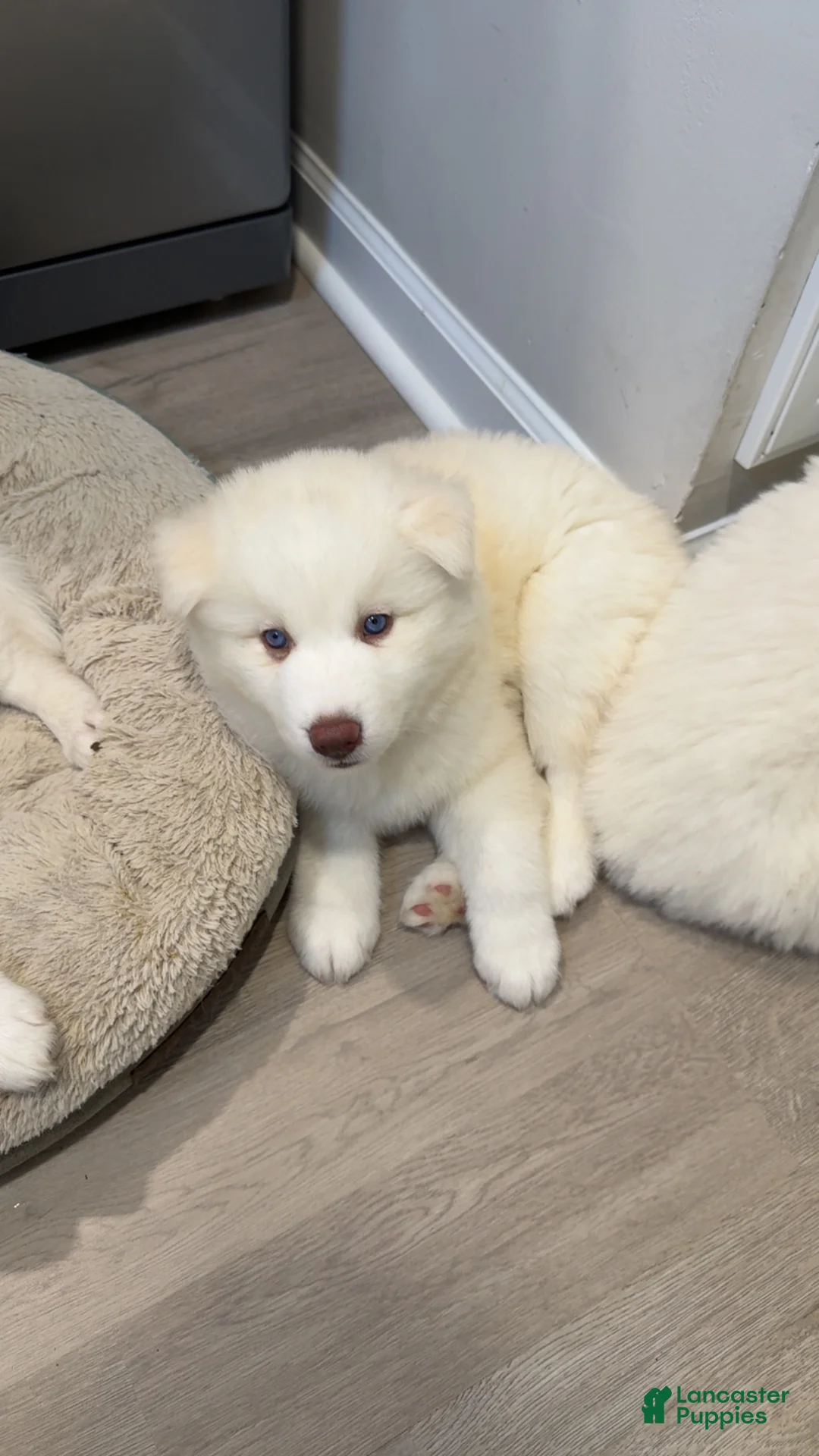 Siberian Husky dogs for sale: Marshmallow  - Ad 2