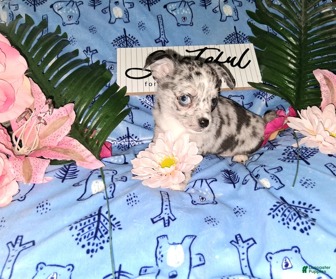 Chihuahua dogs for sale: Junior - Ad 1